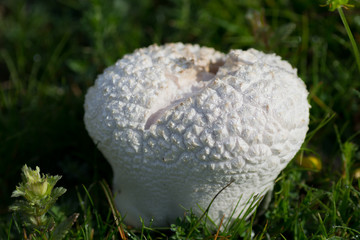champignon