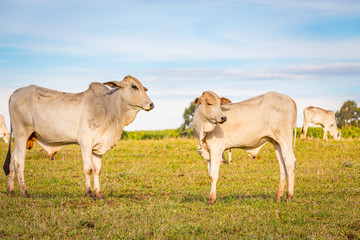 Brazilian nelore catle on pasture in Brazil's countryside.