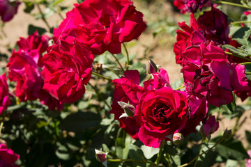 Closeup colorful rose flowers on tree, Sweet love concepts, Romance concepts, Macro images