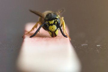 Wespe sitzt auf einem aufgegessenen Eisstiel und frisst