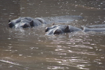 HIPPO