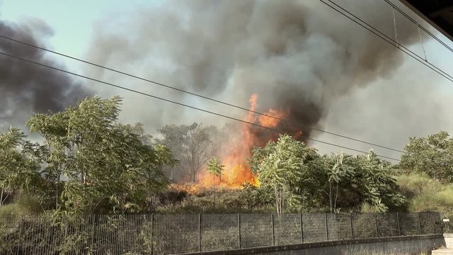 Fire in summer: Bushes and forest burning