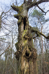 alter toter Baum, morscher baum, Baum mit großen Löchern