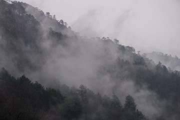 Foggy forest after a cold rain