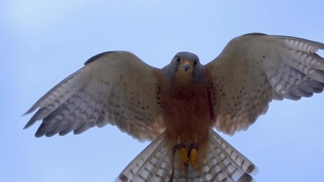 Close shot of Rock Kestrel hovering in frame in slow motion looking down at camera
