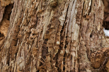 Texture of an old tree. Pine brown stump with pronounced coarse texture of ancient wood