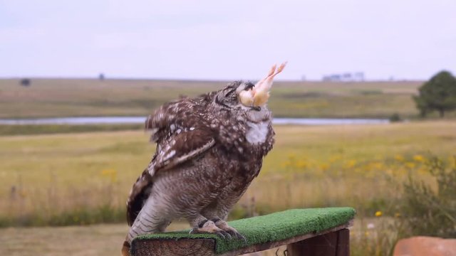 Large owl gulping down its dinner in one whole piece slow motion 250 fps