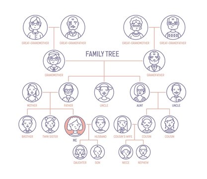 Family tree, pedigree or ancestry chart template with men's and women's portraits in round frames. Representation of links between relatives and their ancestors. Vector illustration in line art style.