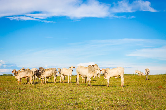 Brazilian nelore catle on pasture in Brazil's countryside.