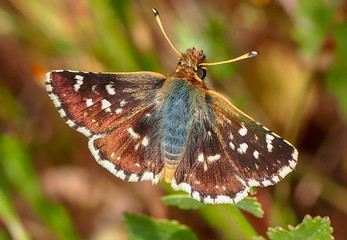 Red Underwing Skipper (Spialia sertorius)