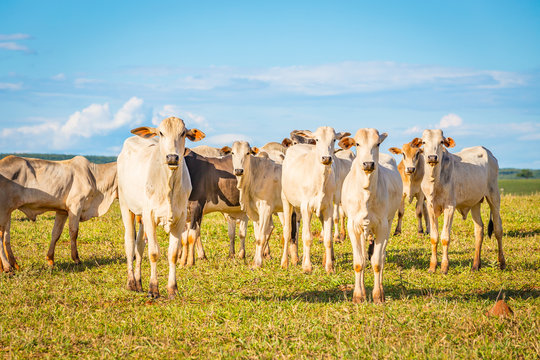 Brazilian nelore catle on pasture in Brazil's countryside.