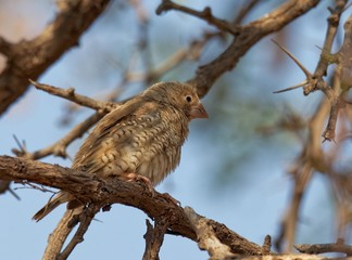 Weibliche Bandamadine