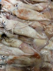 fresh squids in the market