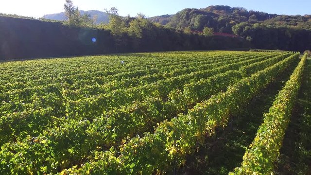 Weinberge Reben