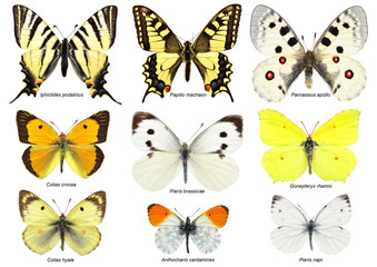 European butterflies