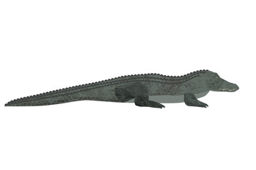 Freshwater crocodile isolated on white background, clipping path.