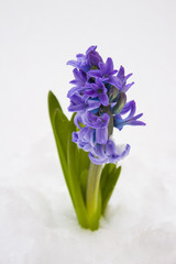 Purple hyacinth blossomed among the snow. Spring flower in the snow.