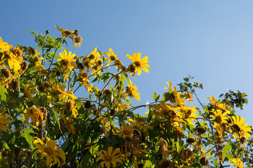 Closeup Mexican tournesol flower, Mexican sunflower,Tree marigold (Sky Background)