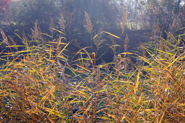 Schilf in der Morgensonne