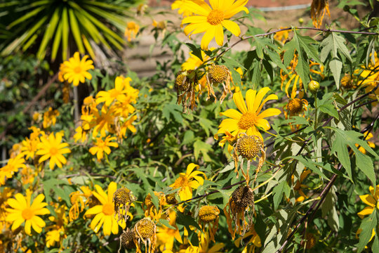 Closeup Mexican tournesol flower, Mexican sunflower,Tree marigold