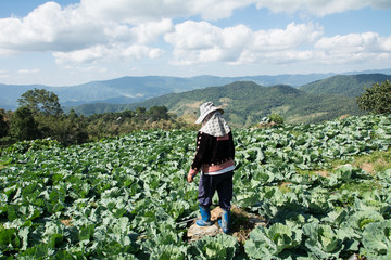Woman farmer on cabbage field at noon