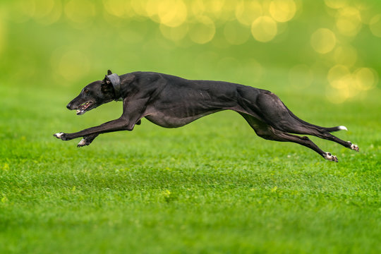 Greyhound Running Images – Parcourir 4,916 le catalogue de photos, vecteurs  et vidéos | Adobe Stock