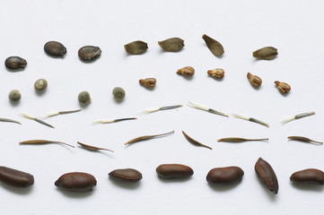 seeds of flowers and vegetables