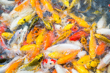 Colorful hungry koi fish