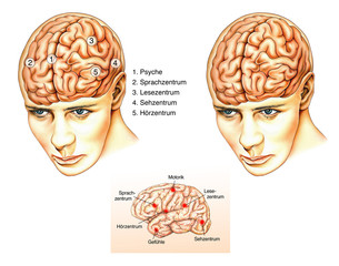 Schaltzentrale.Gehirn.Kopf.Gedächtnis