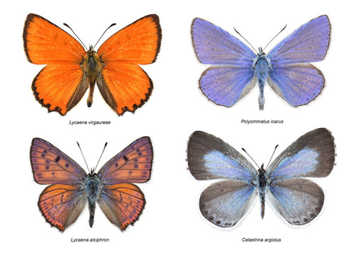 European butterflies