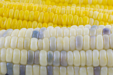 Close-up of Corn seeds texture agriculture