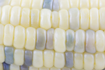 Close-up of Corn seeds texture agriculture