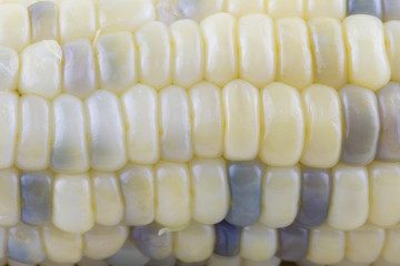 Close-up of Corn seeds texture agriculture