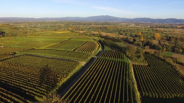 Weinberge Reben