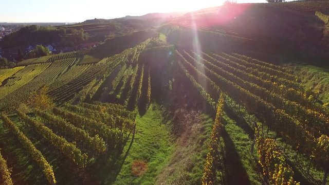 Weinberge Reben