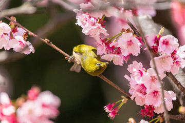 The Japanese White-eye.The background is cherry blossoms(Japanese name Kanzakura). Located in Tokyo Prefecture Japan.