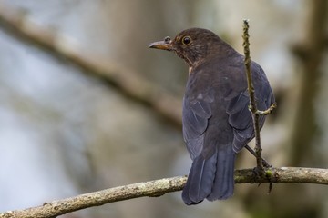 Female blackbird (Turdus merula) in a tree