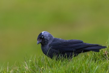 Jackdaw (Corvus monedula)