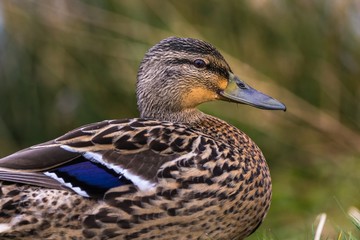 Female mallard duck (Anas platyrhynchos)