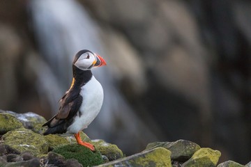 Atlantic puffin (Fratercula arctica) on a cliff