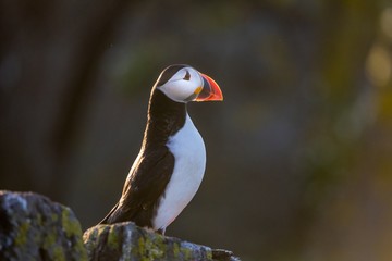 Atlantic puffin (Fratercula arctica) gazing out to sea