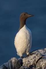 Common guillemot (Uria aalge)