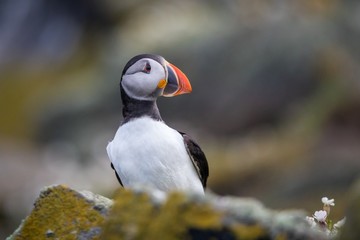Atlantic puffin (Fratercula arctica) portrait