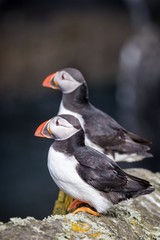Two Atlantic puffins (Fratercula arctica) sitting on a ledge