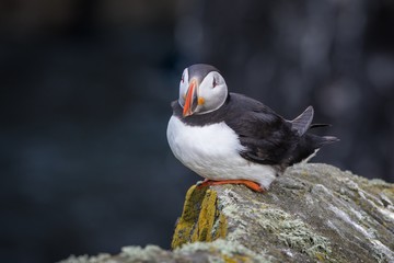 Atlantic puffin (Fratercula arctica) sitting on a rock