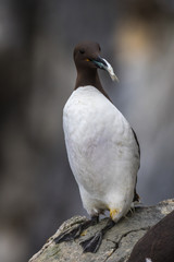 Common guillemot (Uria aalge) with a fish in its mouth