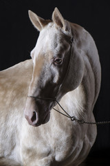 Isabel Akhal-Tekean stallion