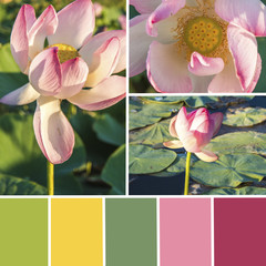 Palette of lotus flowers. Color matching palette