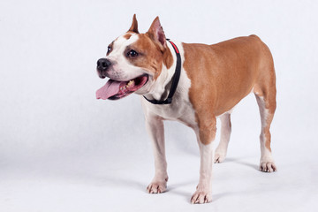 Cute american staffordshire terrier is standing on a white background. Pet animals.