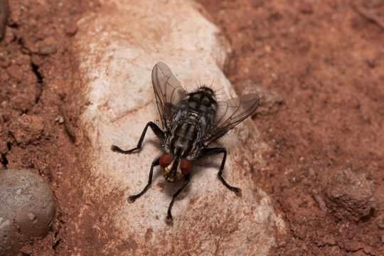 Housefly is sitting on a big gray stone. Animals in wildlife.